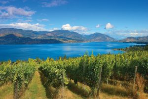 SummerHill vineyard overlooking Okanagan Lake