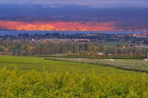 The View Winery (7)