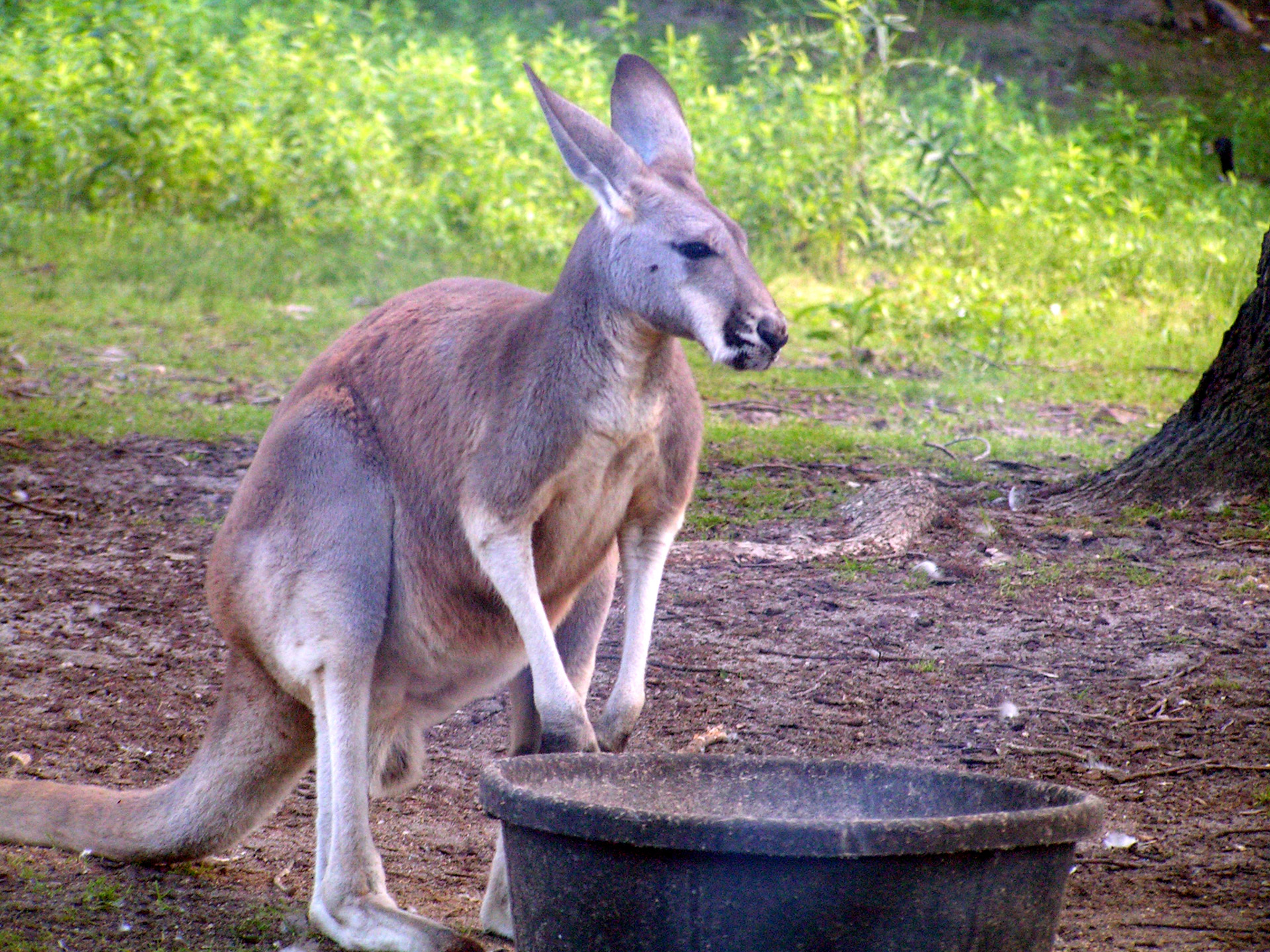Kangaroo Zoo 3 Hour of FUN Altimate Club Wine Tours